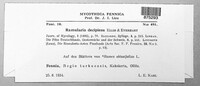 Ramularia decipiens image